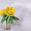 flower blooming in snow