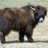 Yak